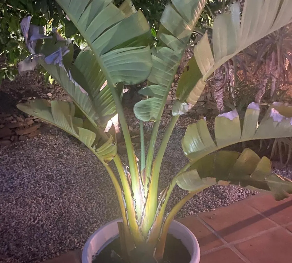 Holiday home Finca Angelita Torrox Spain